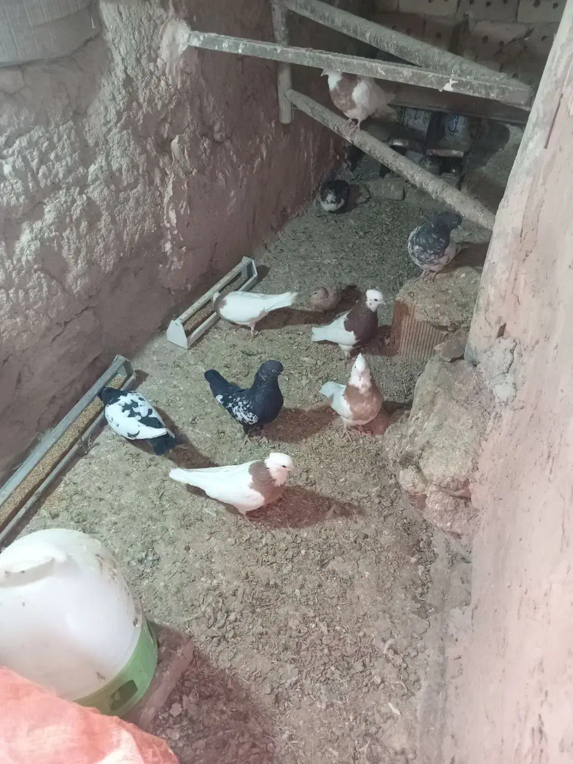 کبوتر|پرنده|نیشابور, ماروسک|دیوار