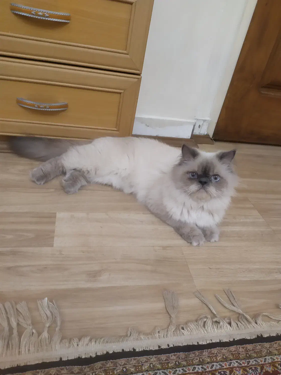 گربه پرشین|گربه|تهران, تهرانپارس شرقی|دیوار