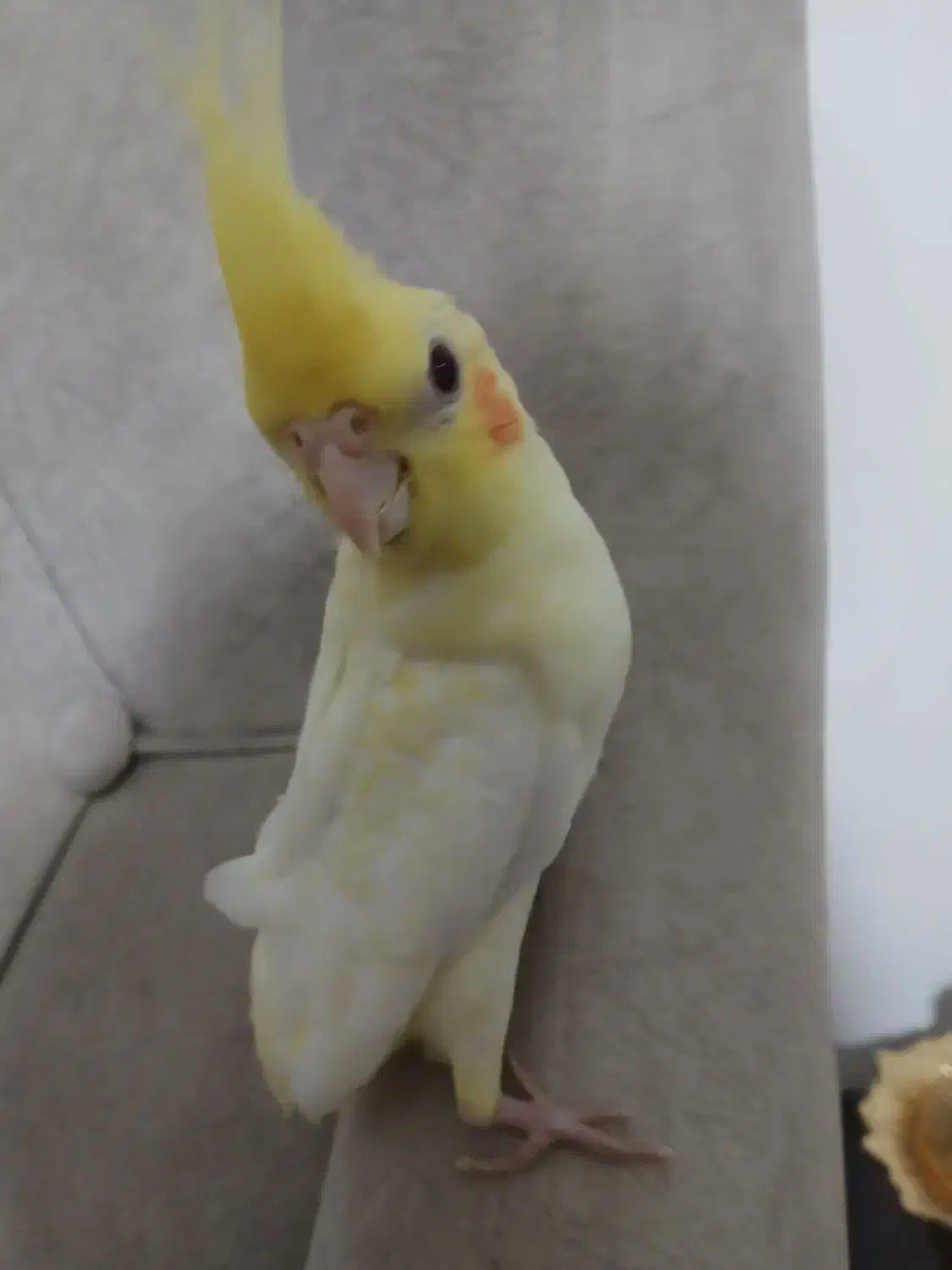 عروس هلندی 30 روزه|پرنده|نمین, |دیوار