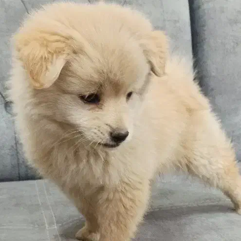 توله پامرین|سگ|تهران, کیانشهر|دیوار