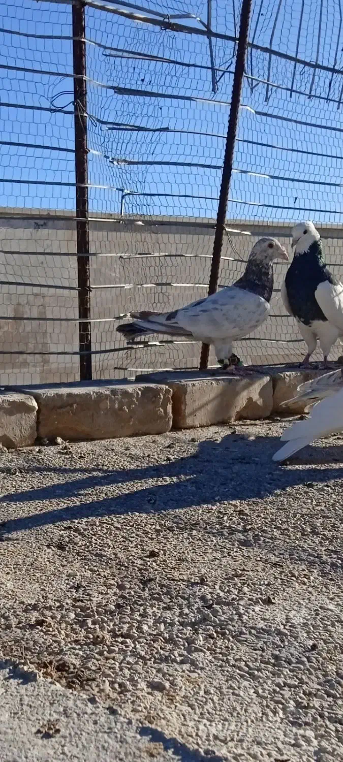 دوتا هفرنگ|پرنده|اسفراین, |دیوار