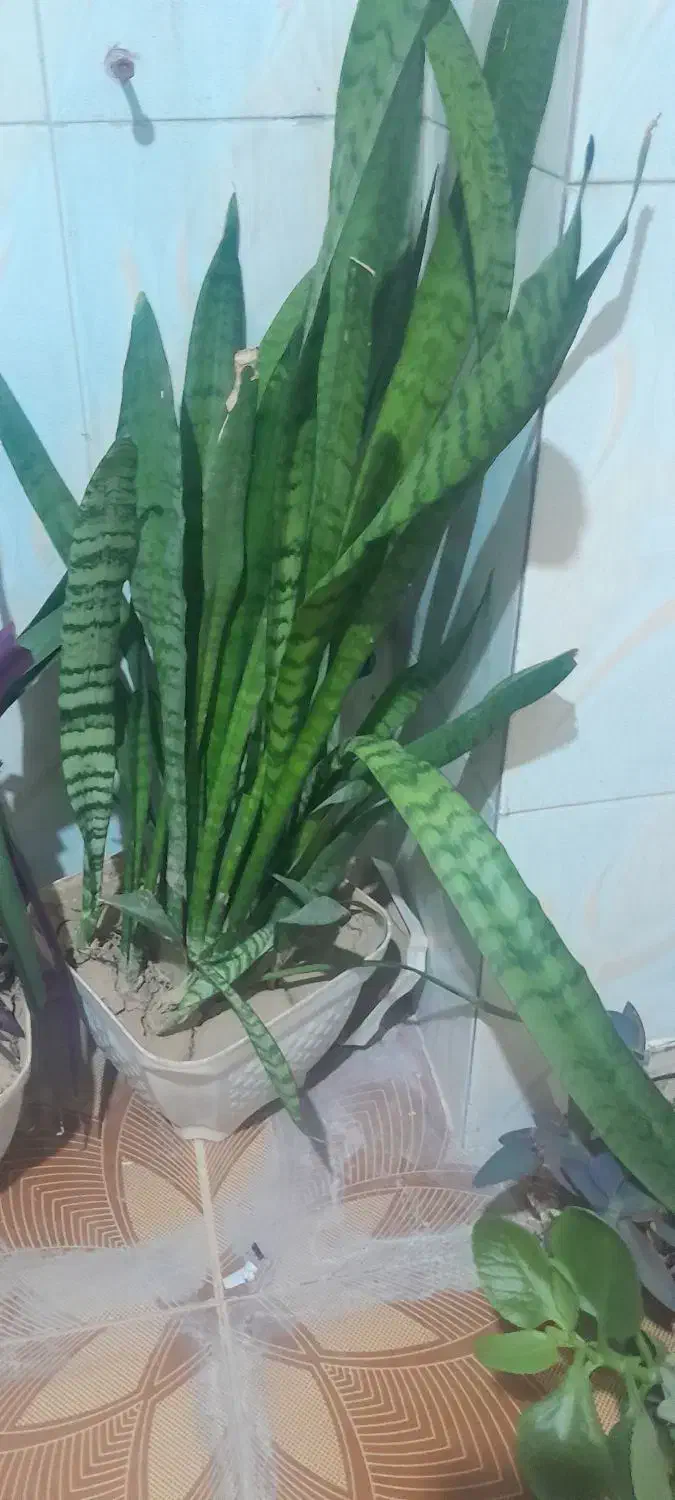 گل طبیعی با گلدان|گل و گیاه طبیعی|دهدشت, |دیوار