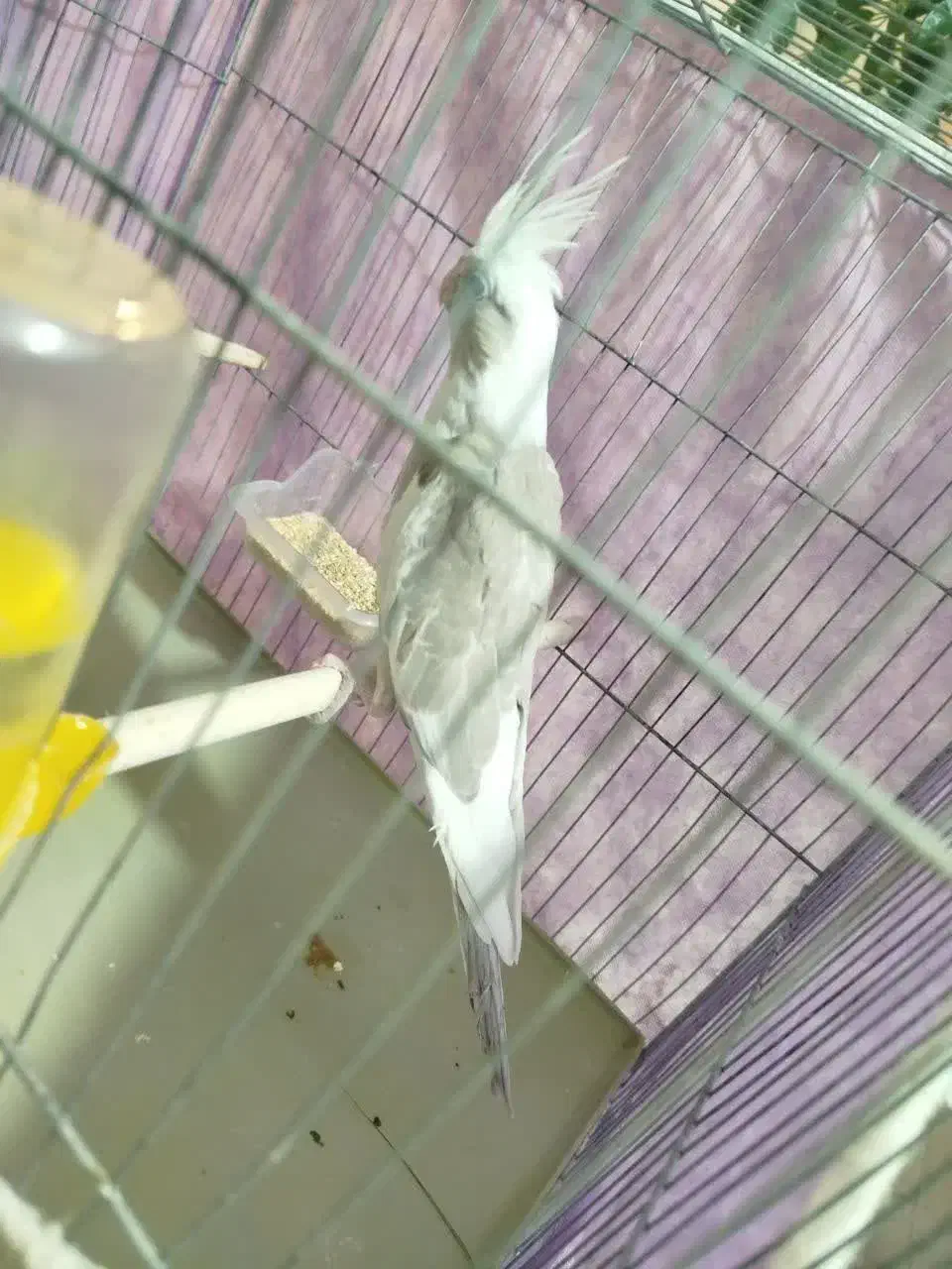 عروس هلندی|پرنده|اسفراین, |دیوار