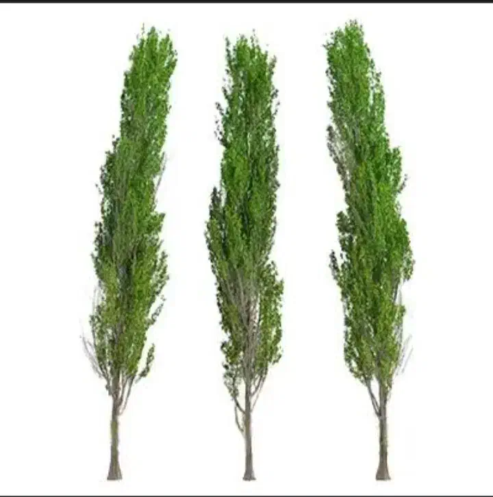 نهال کبوده ۲ ساله|گل و گیاه طبیعی|میاندوآب, |دیوار