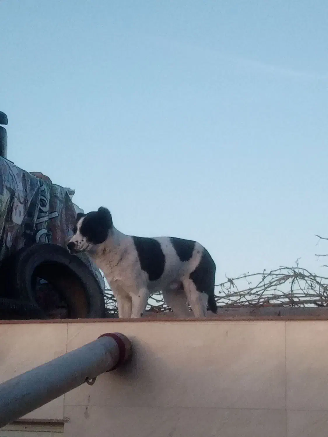 سگ سرابی|سگ|تربت‌حیدریه, پائین ولایت|دیوار