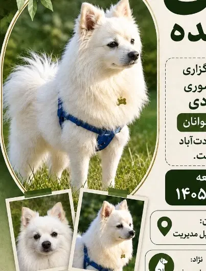 گمشده پامر روباهی سفید|حیوانات|تهران, حکمت|دیوار
