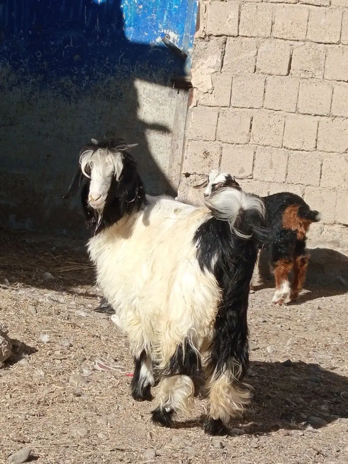 با سلام بزغاله ماده و یک بززایمان کرده|حیوانات مزرعه|لاجان, |دیوار