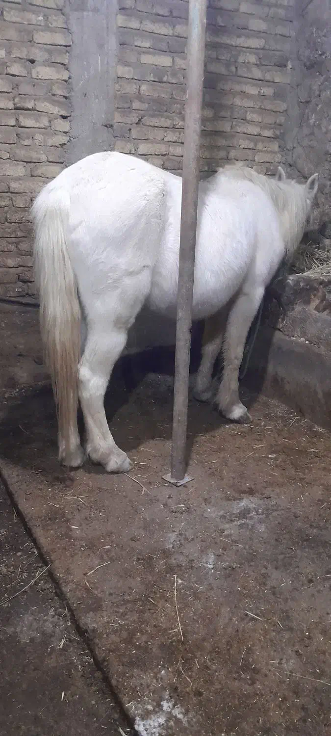 اسب بسیار آرام بچه سوارش بشه|اسب و تجهیزات اسب‌سواری|سراب, |دیوار