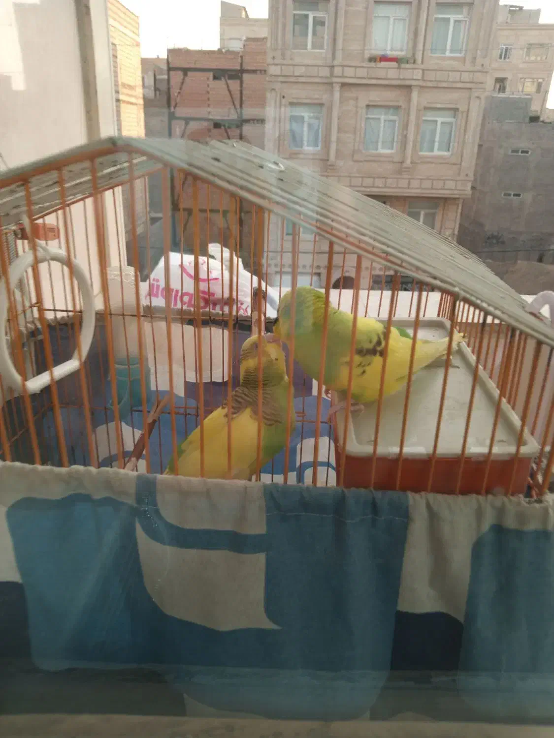 مرغ عشق جفت|پرنده|شریف‌آباد, |دیوار