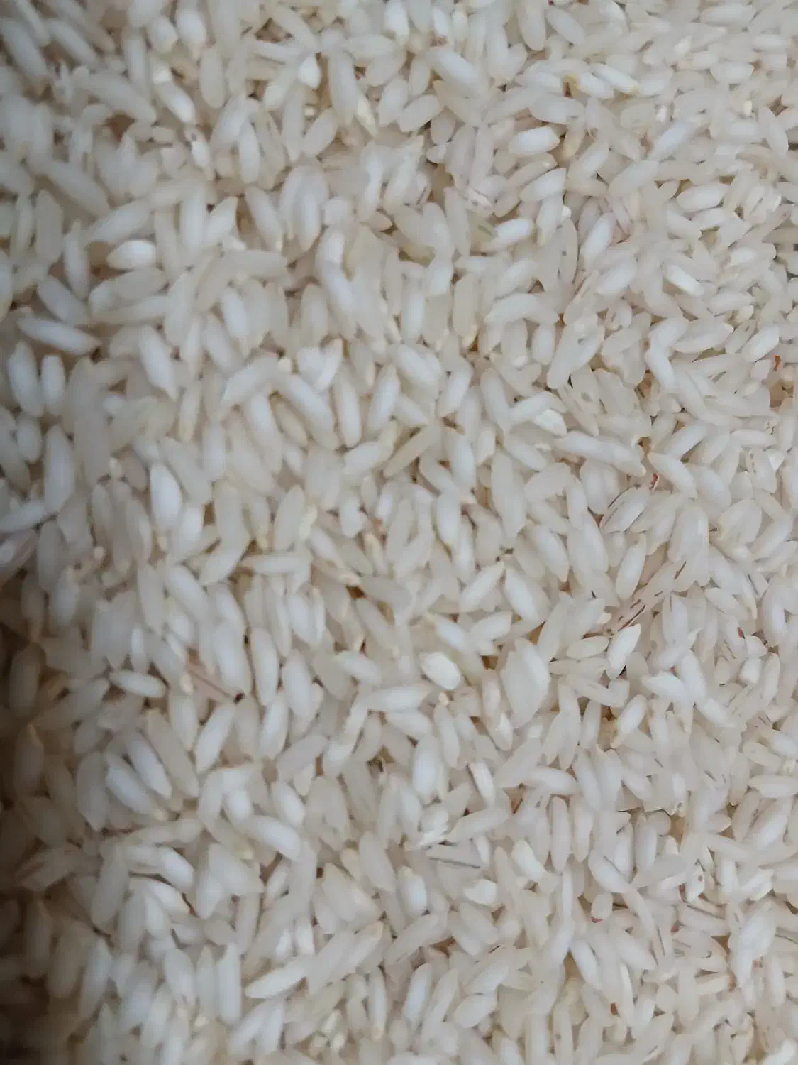 برنج عنبربو امسال کتوند|خوردنی و آشامیدنی|گتوند, |دیوار