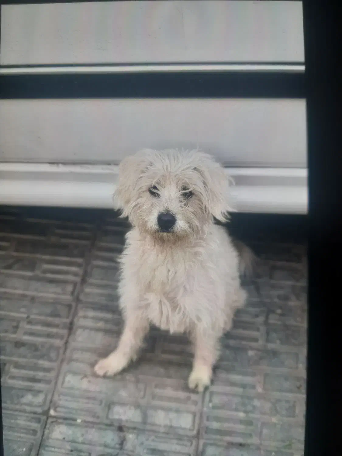 سگ خانگی و بازیگوش|سگ|سیرجان, |دیوار