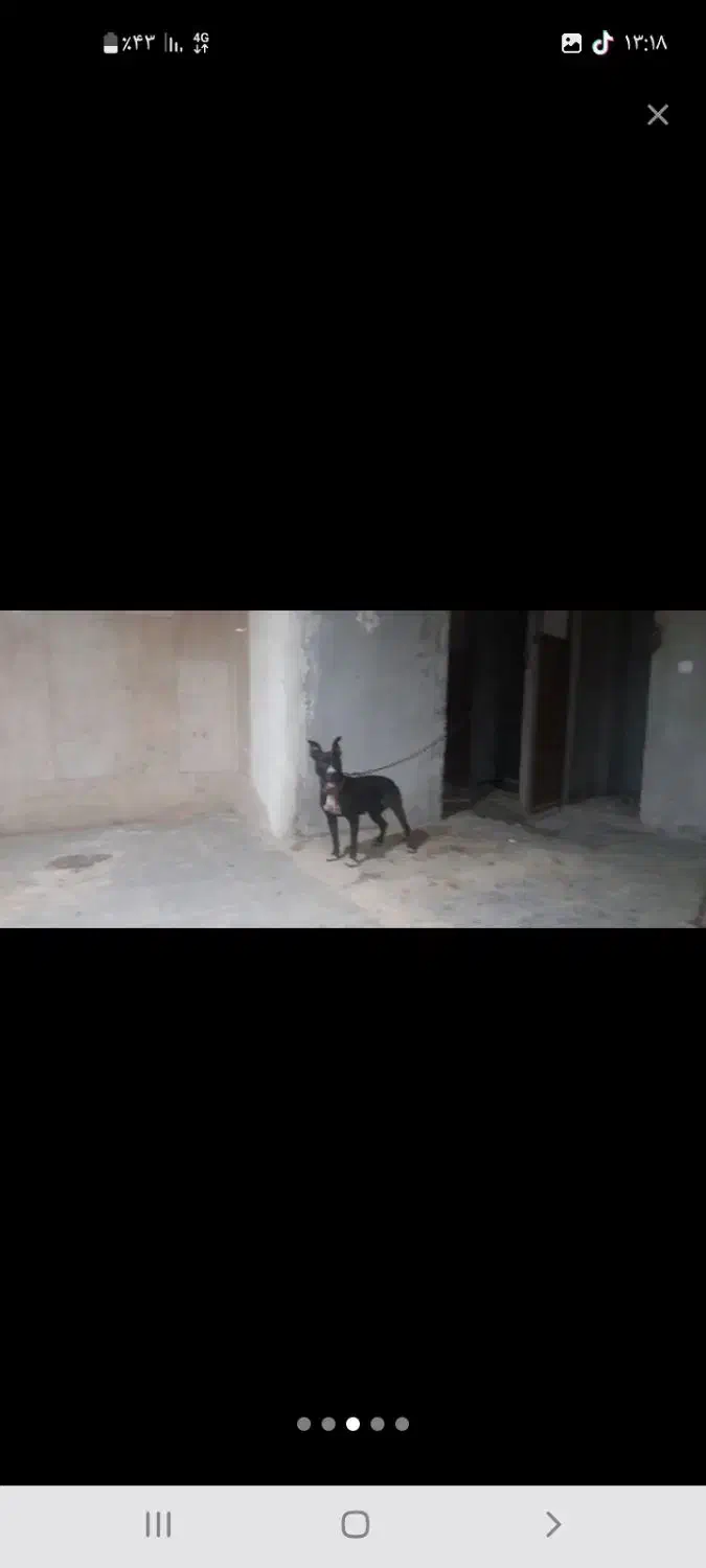 سگ پیتبول ماده واگذاری|سگ|خرمشهر, |دیوار