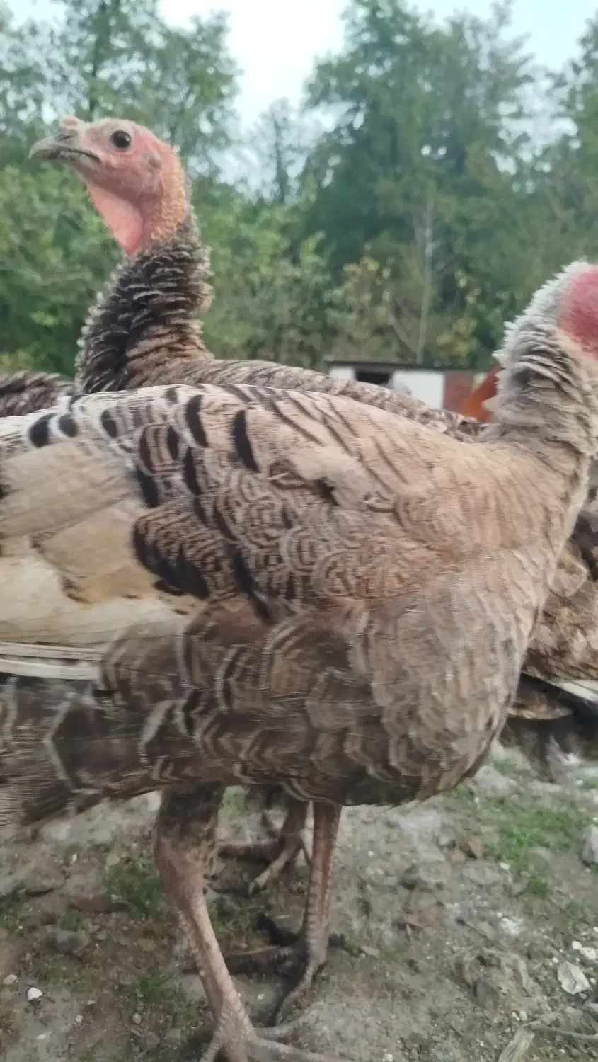 بوقلمون و اردک اسراییلی|حیوانات مزرعه|تالش, جوکندان|دیوار