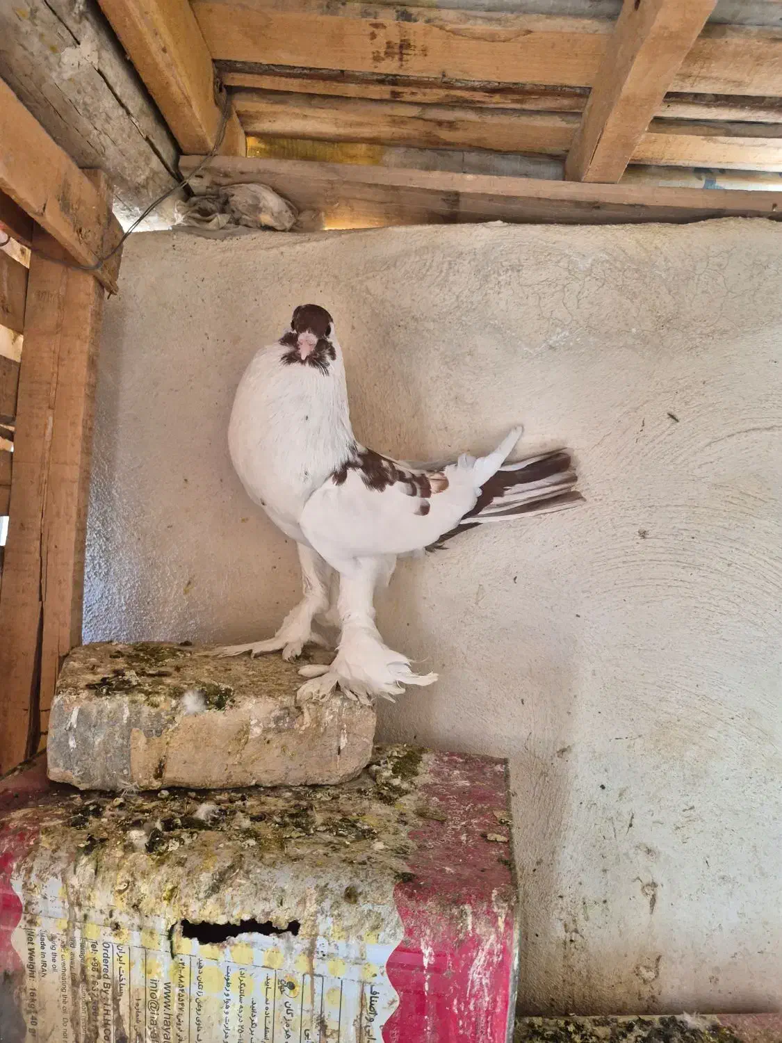 نر بادکنکی|پرنده|برخوار, |دیوار