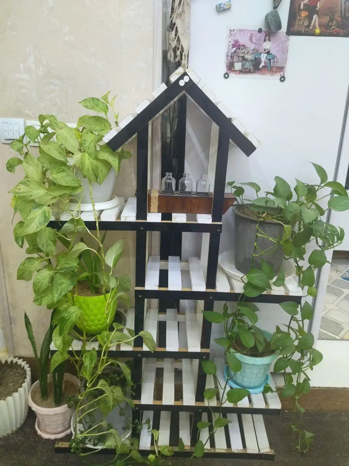 گل های آپارتمانی|گل و گیاه طبیعی|شیراز, کوشک میدان|دیوار