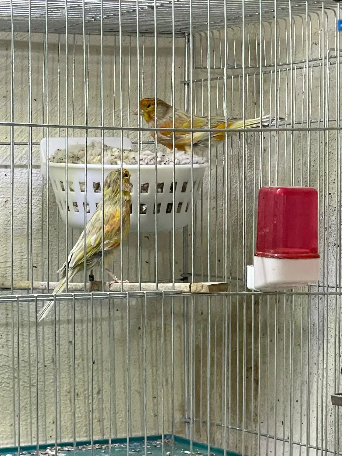 جفت قناری|پرنده|کرمان, |دیوار