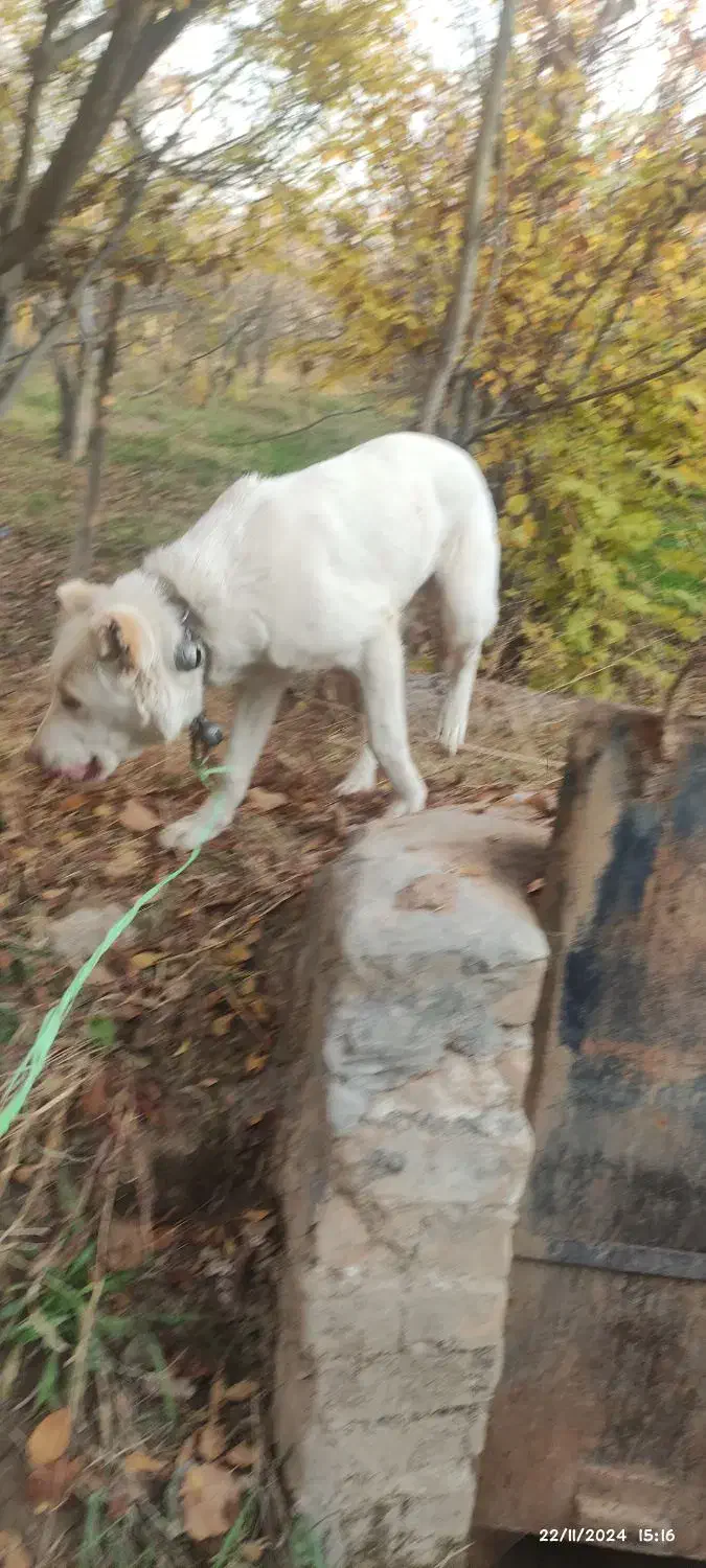 توله کانگال الابای|سگ|مشهد, تبادکان|دیوار