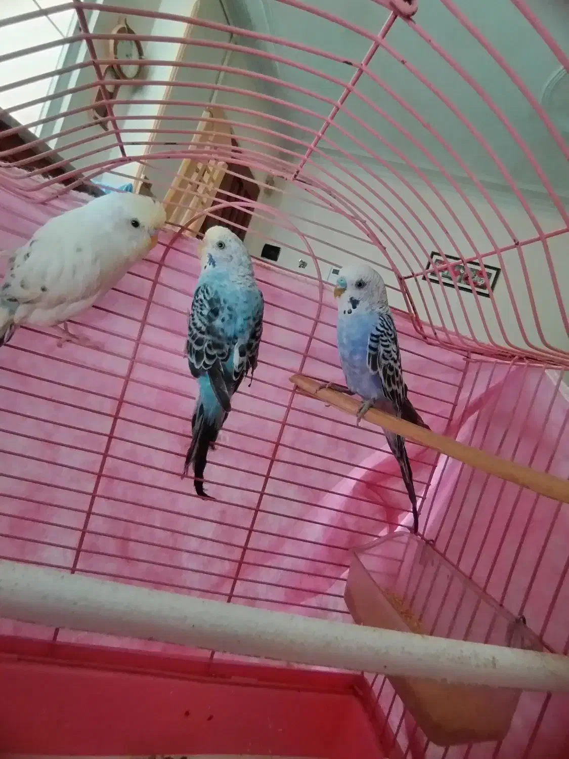 مرغ عشق|پرنده|فردیس, ثابتی|دیوار