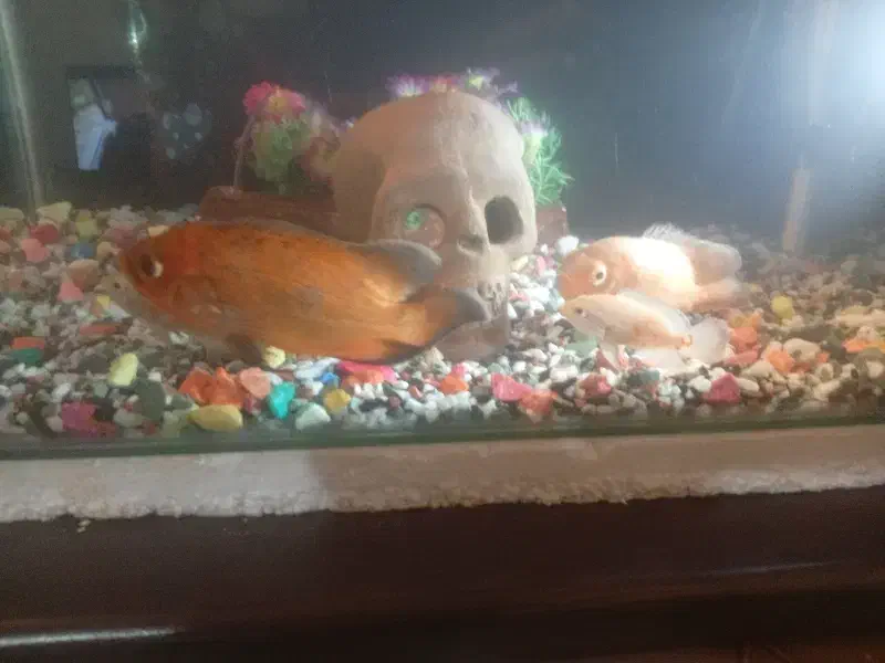 2عدد آکواریوم یکی گوشت خوار یکی گیاه خوار|ماهی|وردشت, |دیوار