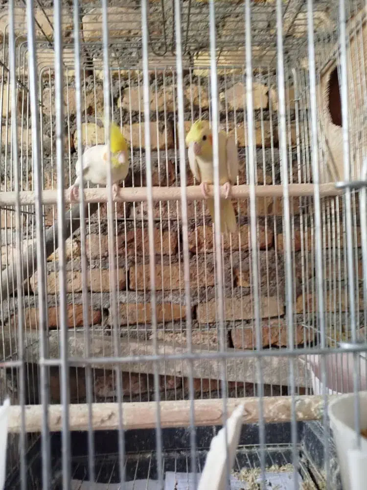 جفت عروس هلندی با قفس|پرنده|میناب, |دیوار