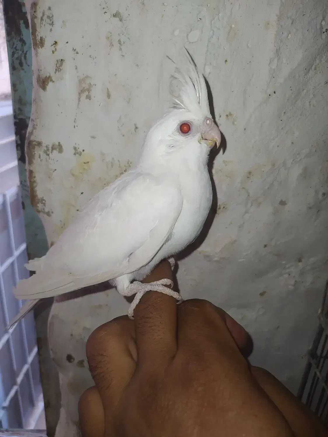 عروس هلندی|پرنده|بیرجند, |دیوار