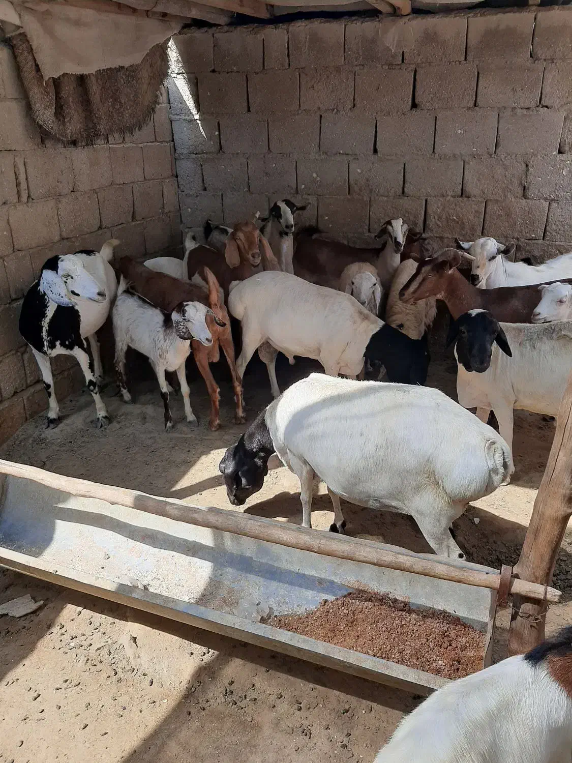 تعدادی بزکهره بره قوچ نری قیمت مناسب|حیوانات مزرعه|قشم, |دیوار
