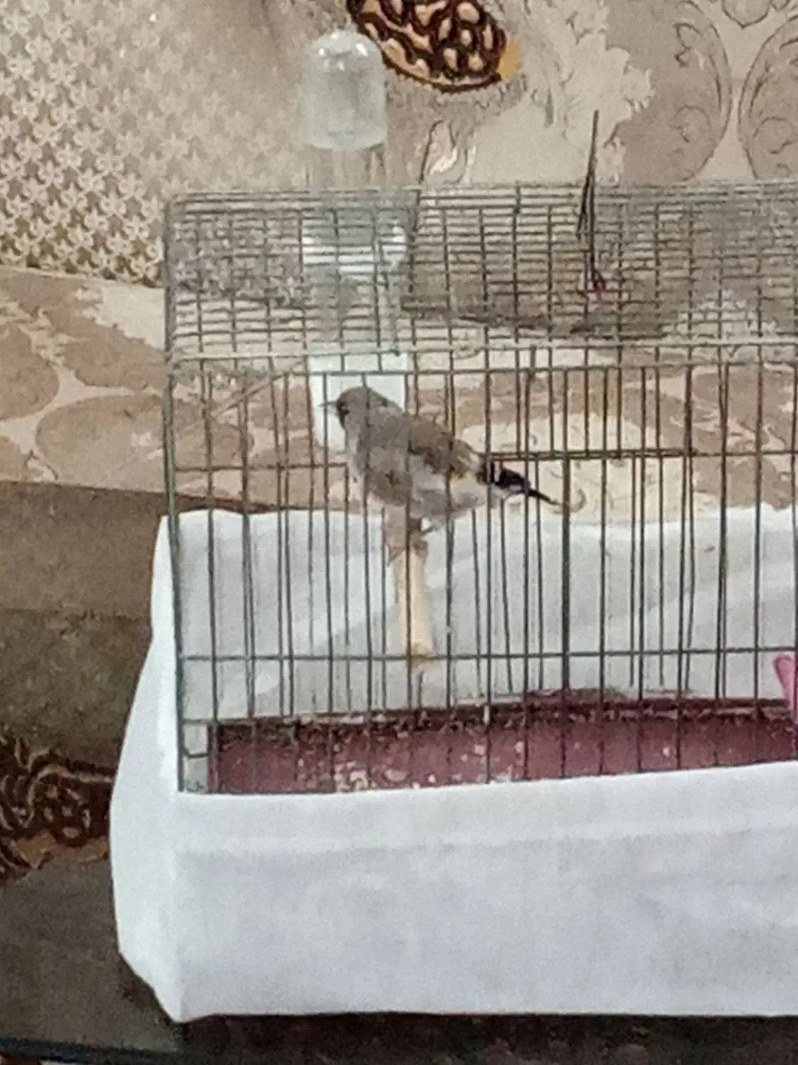 سره نر|پرنده|برخوار, |دیوار