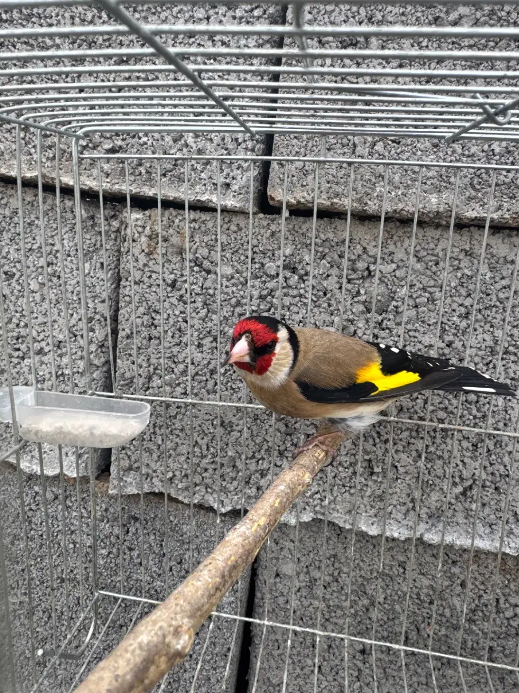 سهره نر بخون|پرنده|ساری, |دیوار