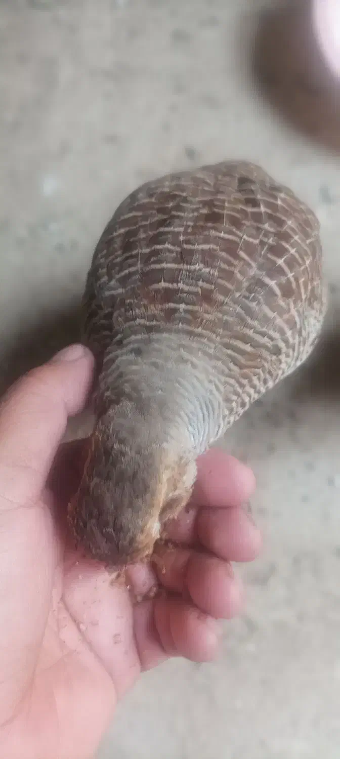 بلدرچین|حیوانات مزرعه|هیدوچ, |دیوار