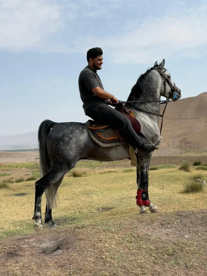 اسب کرد|اسب و تجهیزات اسب‌سواری|مرند, |دیوار