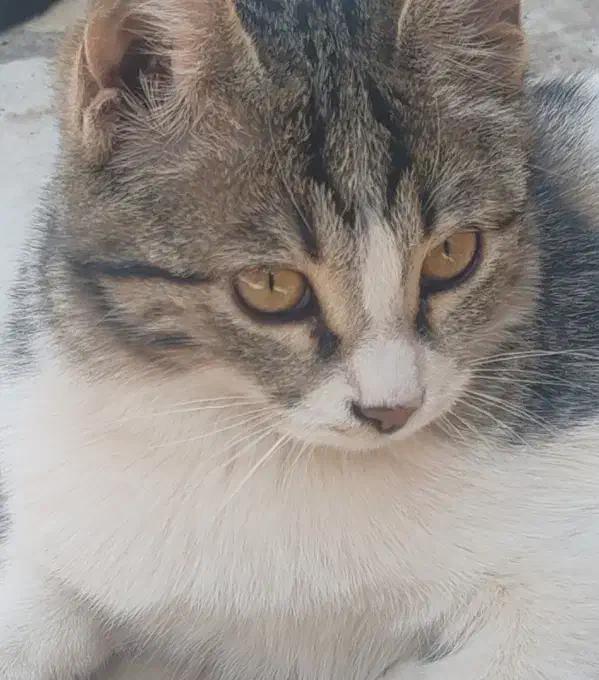 واگذاری رایگان 4 بچه گربه|گربه|کرمان, |دیوار