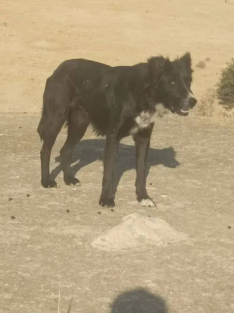 سگ نروماده قدریجان|سگ|کازرون, |دیوار