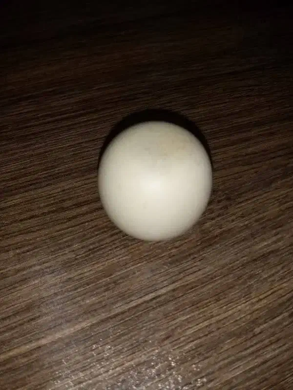 فروش فوری سنگ آسیاب|کلکسیون اشیاء عتیقه|سبزوار, پیام|دیوار