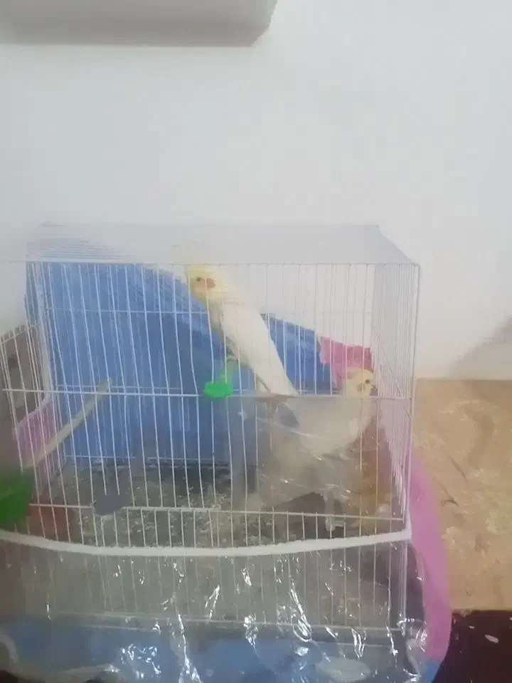 یک جفت عروس هلندی لتینو نروماده سالم|پرنده|چناران, |دیوار