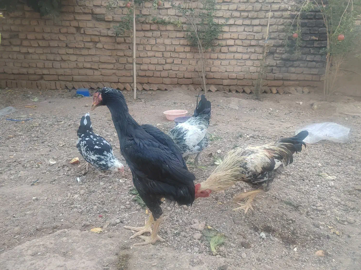 مرغ خروس لاری|حیوانات مزرعه|خاوران, |دیوار