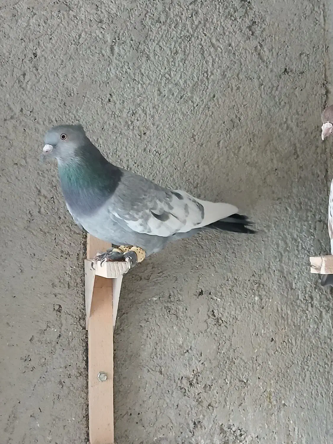 کفتر|پرنده|شیراز, سعدیه شمالی|دیوار