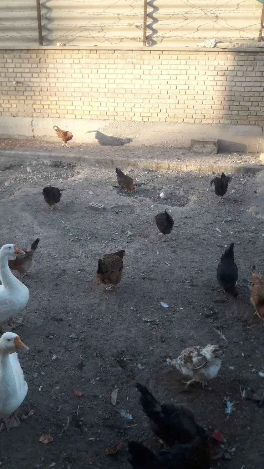 مرغ و خروس|حیوانات مزرعه|قم, پردیسان|دیوار