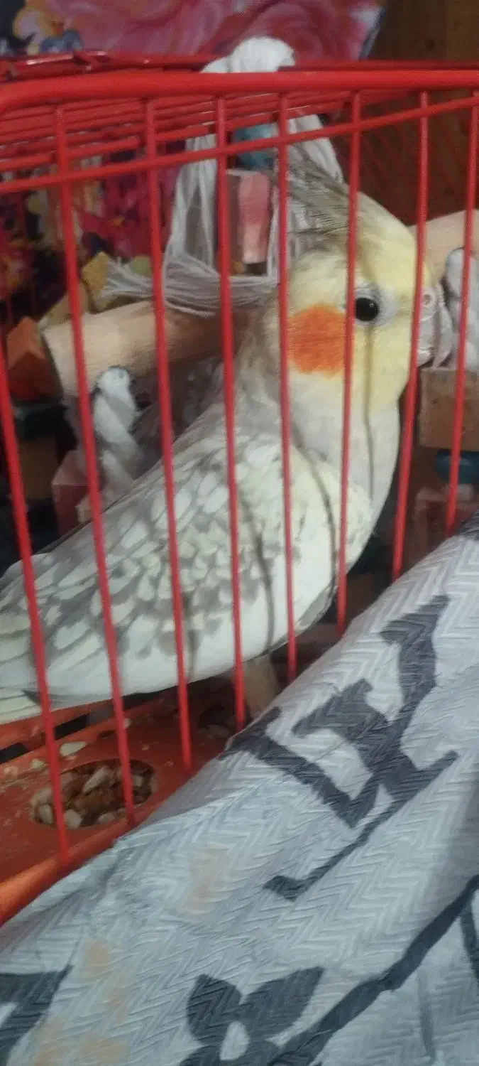 عروس هلندی|پرنده|دوتپه, |دیوار