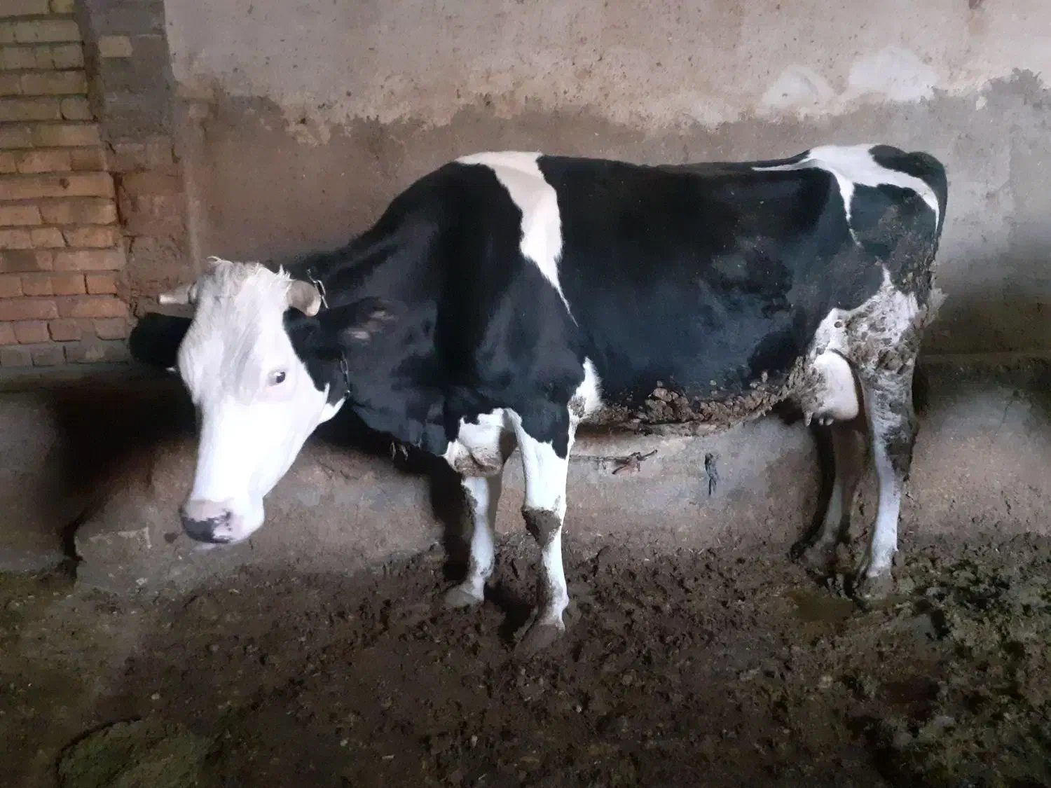 گاو|حیوانات مزرعه|فارسان, |دیوار