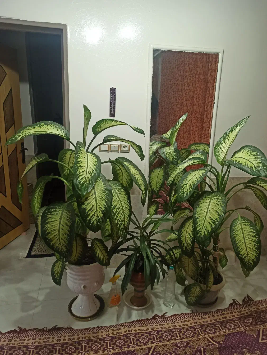 گل آپارتمانی|گل و گیاه طبیعی|شاهینشهر, فیض|دیوار