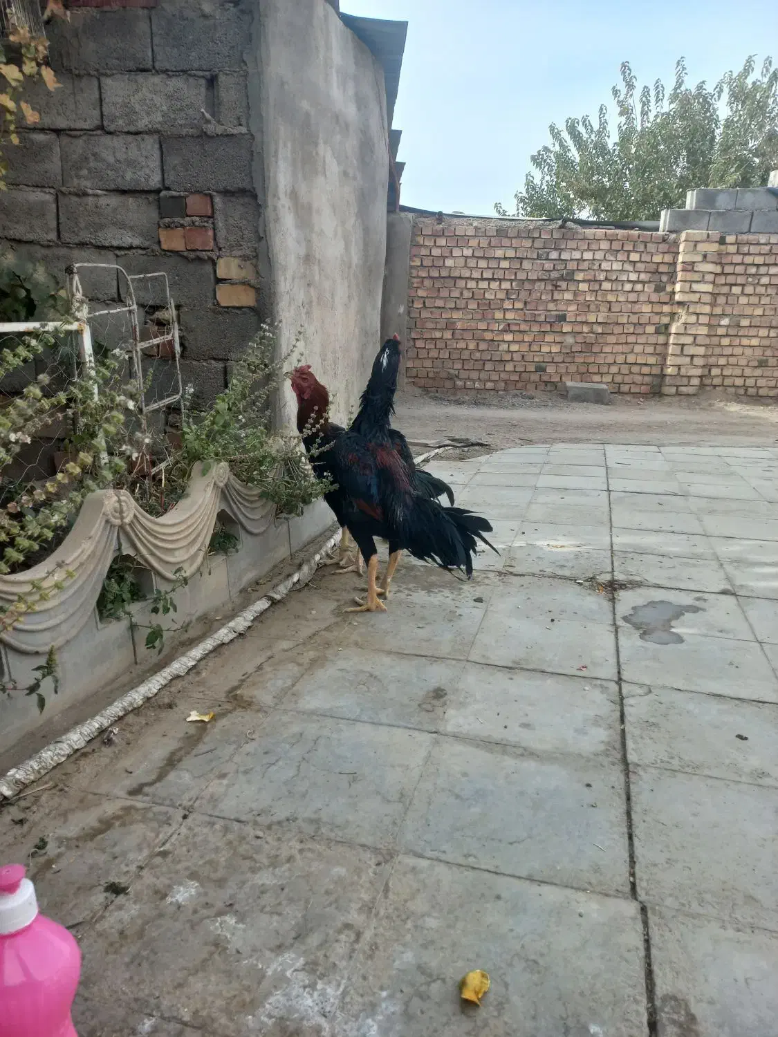 سلام دوعددخروس لاری|حیوانات مزرعه|یزدان شهر, |دیوار