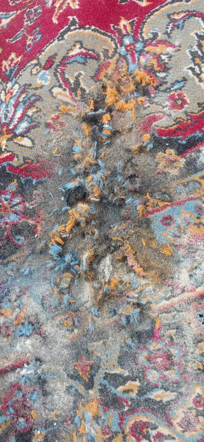 قالی فروش فوری وفقط معاوضه|فرش|زارچ, |دیوار