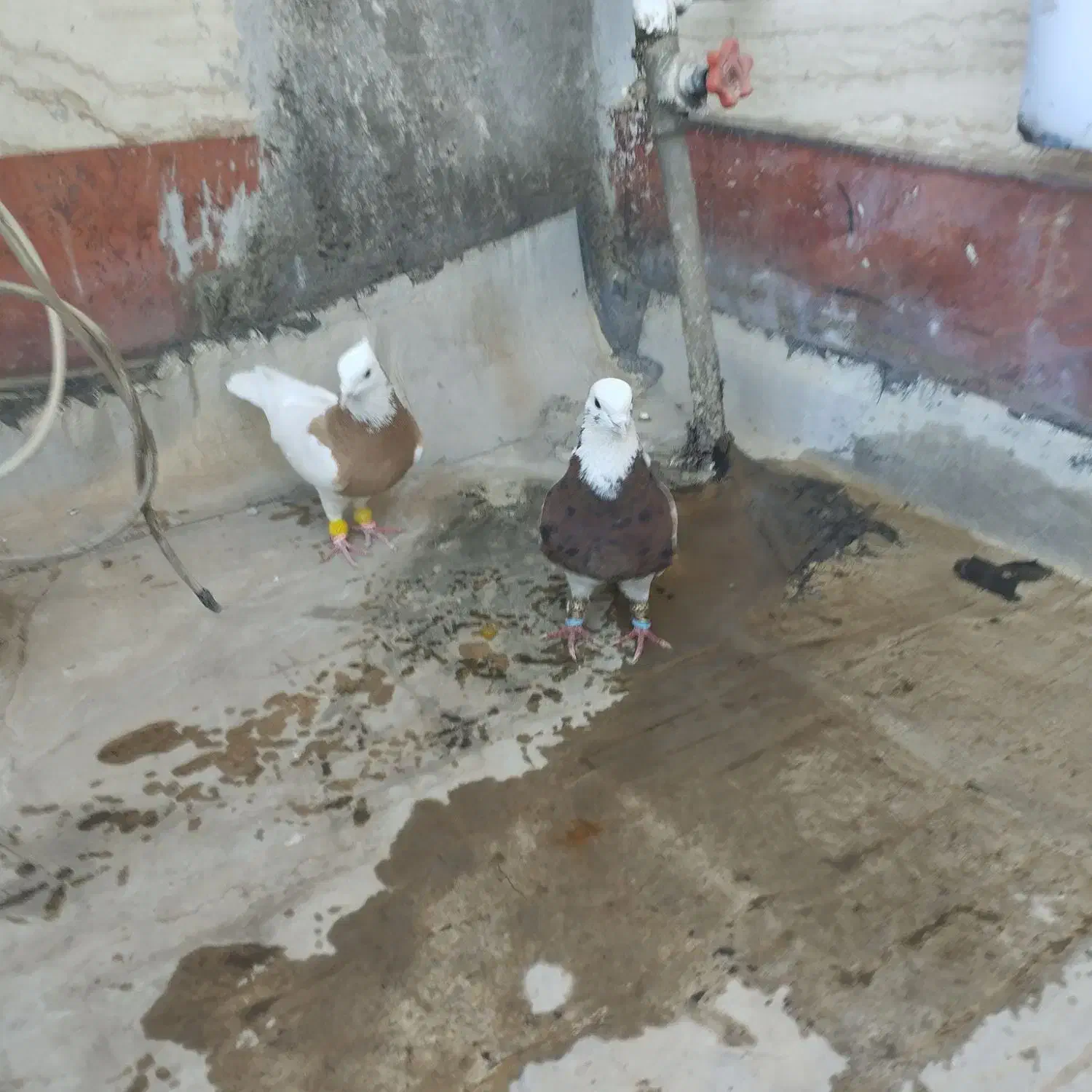 گبوتر|پرنده|اسفرورین, |دیوار