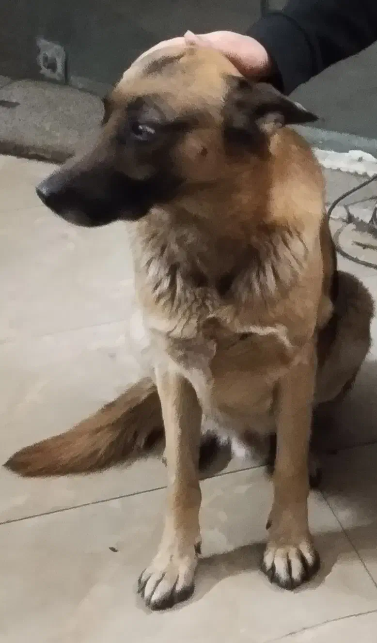 سگ گمشده.|حیوانات|مشهد, شترک|دیوار