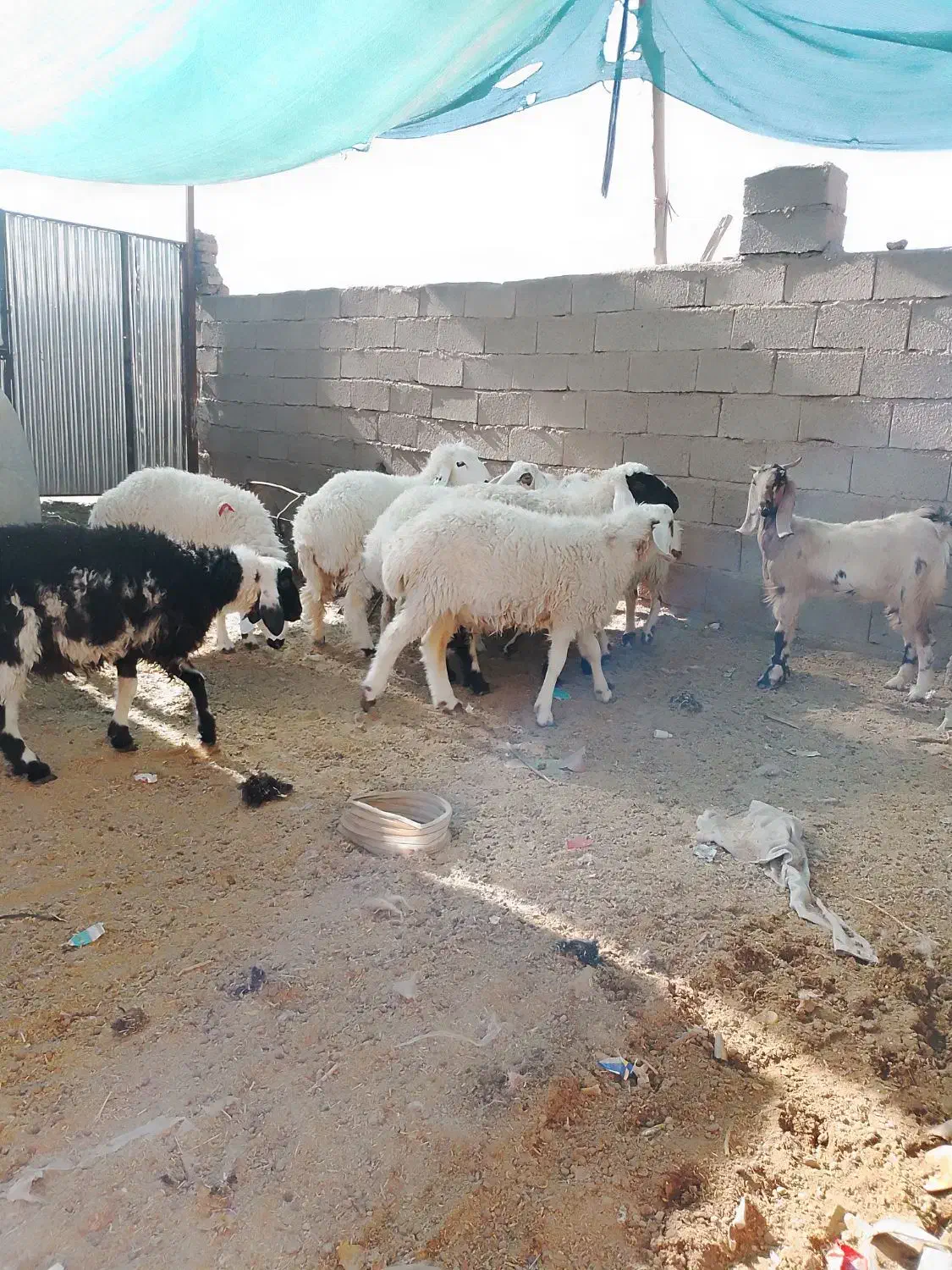 تعدادی بره نر فروشی چاق چاق|حیوانات مزرعه|نهبندان, |دیوار