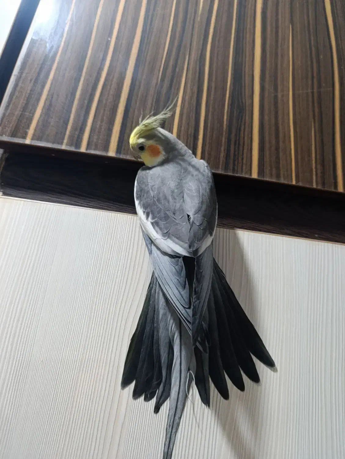 عروس پاریس نر فول فول دستی و سخنگو درجه یک|پرنده|اهواز, مجاهد|دیوار