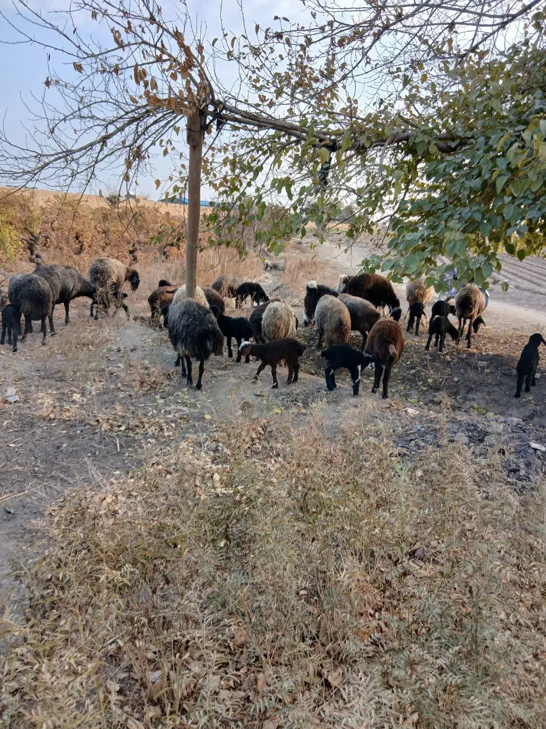 ۱۷راس میش ۴عدد آبستن باقی زاییده جفتی ۳۸ میلیون|حیوانات مزرعه|جوادآباد, |دیوار