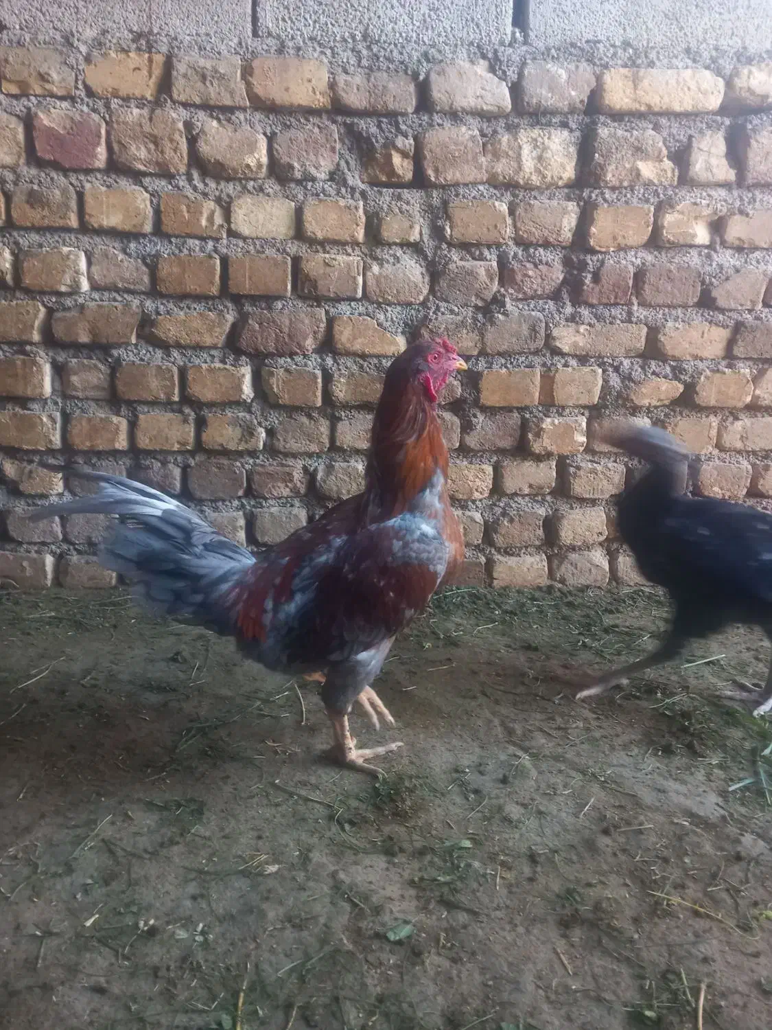 جوجه لاری|حیوانات مزرعه|فامنین, |دیوار