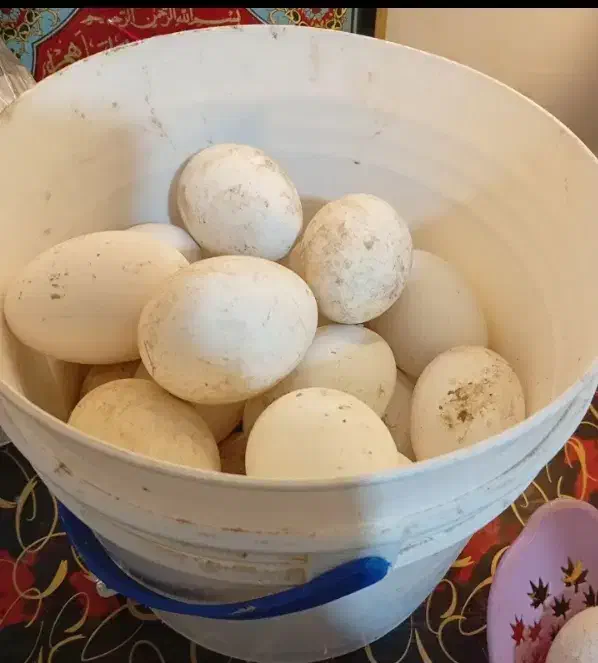 تخم قوغاز اصل|حیوانات مزرعه|زابل, |دیوار