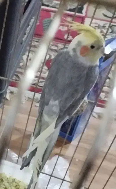 عروس هلندی و جوجه|پرنده|یاسوج, |دیوار